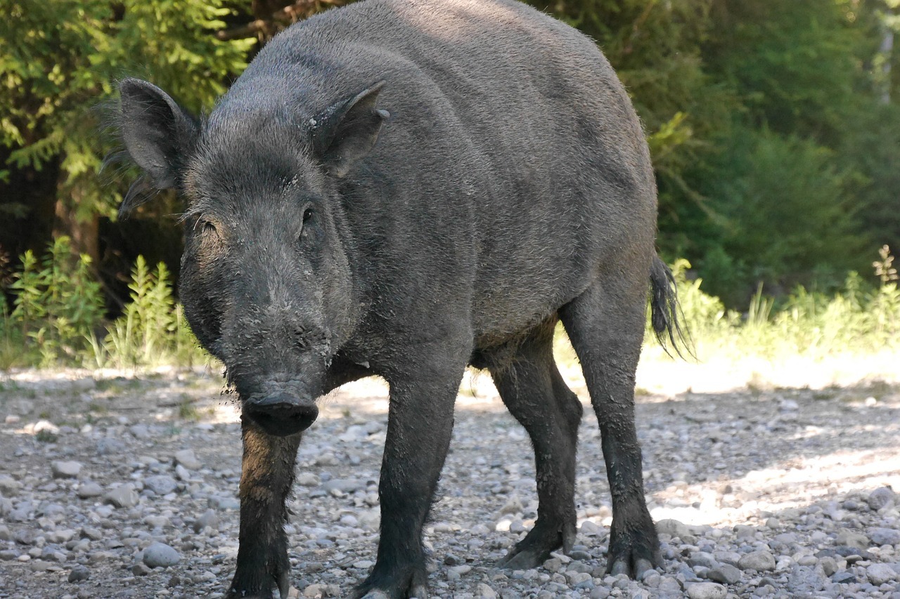 Stret so zverou môže vážne poškodiť auto